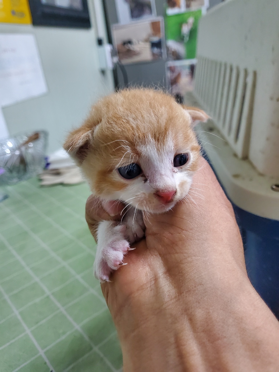 종료(자연사) 한국…